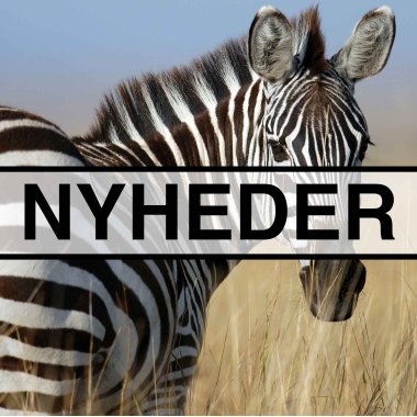 Nyheder
